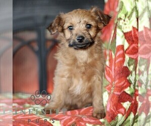 Jack-A-Poo Puppy for sale in KIRKWOOD, PA, USA
