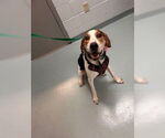 Small American Foxhound Mix