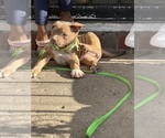 Small #1 American Bully