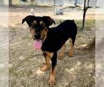 Small #1 Labrador Retriever Mix
