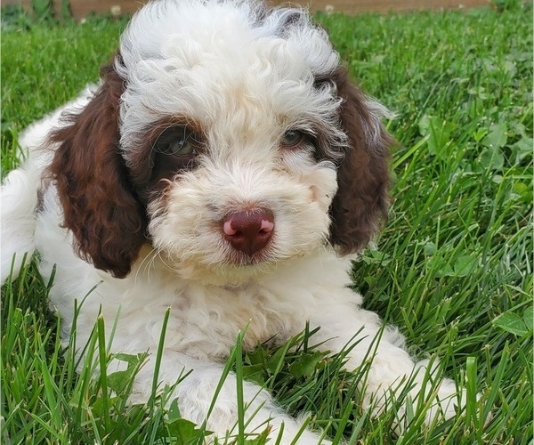Medium Photo #9 Bernedoodle (Miniature) Puppy For Sale in LEETONIA, OH, USA