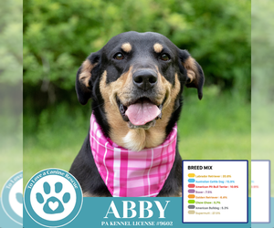 Labrador Retriever-Unknown Mix Dogs for adoption in Kimberton, PA, USA