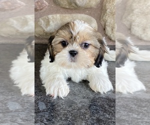 Shih Tzu Puppy for sale in CANOGA, NY, USA