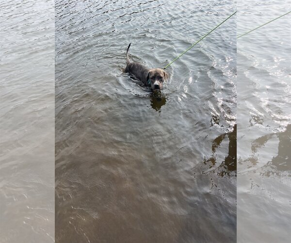 Medium Photo #17 American Pit Bull Terrier-Mountain Cur Mix Puppy For Sale in Rockaway, NJ, USA