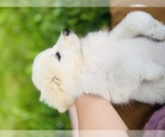 Small #3 Maremma Sheepdog