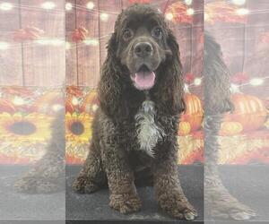 Cocker Spaniel Dogs for adoption in Westminster, MD, USA