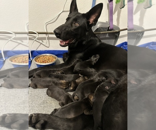 Medium Photo #1 German Shepherd Dog Puppy For Sale in TEMPLE, TX, USA