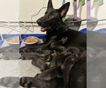 Small Photo #1 German Shepherd Dog Puppy For Sale in TEMPLE, TX, USA