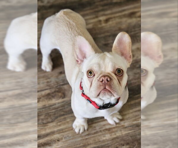 Medium Photo #4 French Bulldog Puppy For Sale in Lake Elsinore, CA, USA