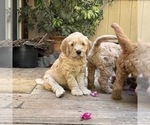 Small Photo #20 Goldendoodle Puppy For Sale in CASTRO VALLEY, CA, USA