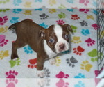 Small Photo #3 Boston Terrier Puppy For Sale in ORO VALLEY, AZ, USA