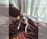 Small #6 Beagle
