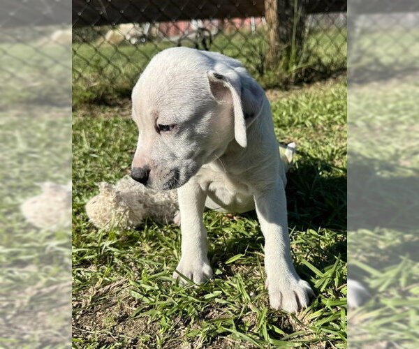 Medium Photo #5 Bulldog-Unknown Mix Puppy For Sale in Tarrytown, GA, USA