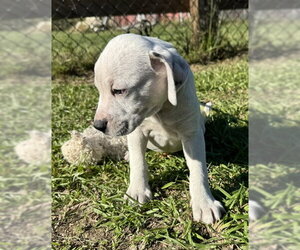 Davis - Male Bulldog-Unknown Mix Dog for Adoption - Photo #5
