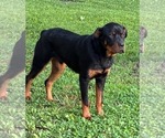 Small #1 Rottweiler