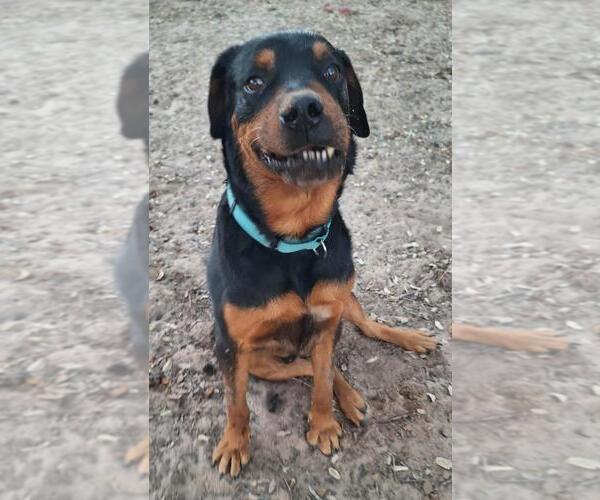 Medium Photo #3 Rottweiler Puppy For Sale in San Antonio, TX, USA