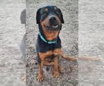 Small #2 Rottweiler