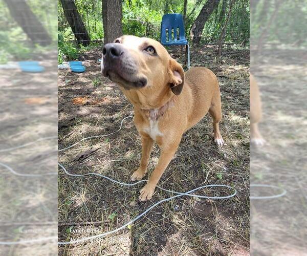 Medium Photo #1 Black Mouth Cur-Unknown Mix Puppy For Sale in San Antonio, TX, USA
