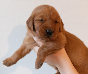 Medium Golden Retriever