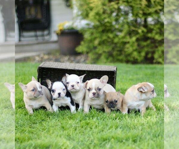Medium Photo #2 French Bulldog Puppy For Sale in RONKS, PA, USA