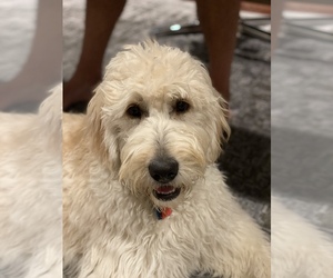 Goldendoodle Puppy for sale in DOWNINGTOWN, PA, USA