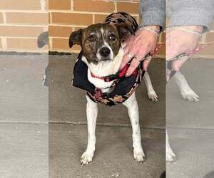 Pixie - Female Jack Russell Terrier-Unknown Mix Dog for Adoption - Photo #2