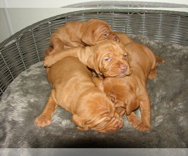 Medium Photo #5 Vizsla Puppy For Sale in AMORITA, OK, USA