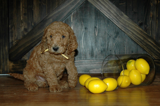 Medium Photo #5 Goldendoodle Puppy For Sale in GEORGETOWN, IN, USA