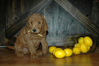 Small Photo #5 Goldendoodle Puppy For Sale in GEORGETOWN, IN, USA