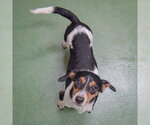 Small #1 Jackshund