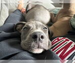 Small #5 American Pit Bull Terrier Mix