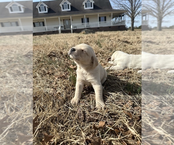 Medium Photo #1 Labrador Retriever Puppy For Sale in ABBEVILLE, SC, USA
