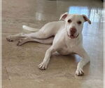Small #2 Labrador Retriever Mix