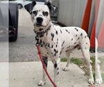 Small #1 Dalmatian