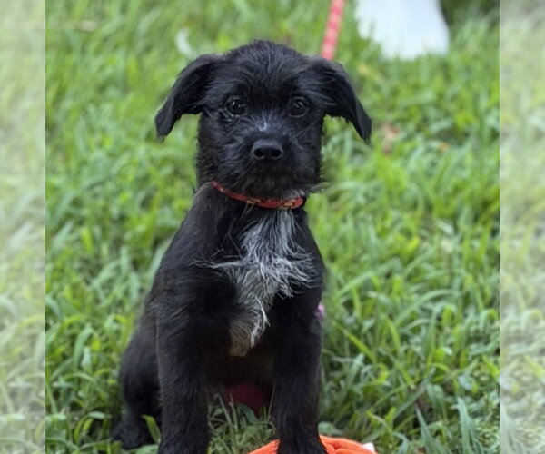 Medium Photo #1 Labrador Retriever Puppy For Sale in Yardley, PA, USA