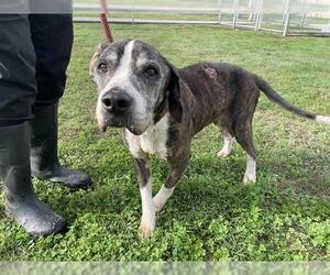 Beagle-Unknown Mix Dogs for adoption in Corpus Christi, TX, USA