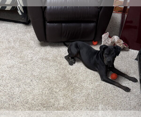 Medium Photo #3 Boxer-Unknown Mix Puppy For Sale in Macon, MO, USA