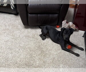 Jett - Female Boxer-Unknown Mix Dog for Adoption - Photo #3