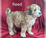 Small Photo #5 Bernedoodle Puppy For Sale in CANON CITY, CO, USA