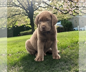 Labrador Retriever Puppy for Sale in NEOLA, West Virginia USA