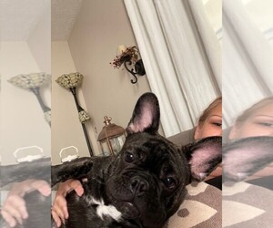 French Bulldog Puppy for Sale in FARMVILLE, Virginia USA