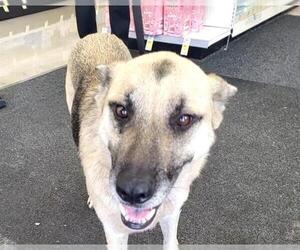 German Shepherd Dog-Unknown Mix Dogs for adoption in San Antonio, TX, USA