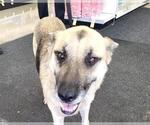 Small German Shepherd Dog Mix