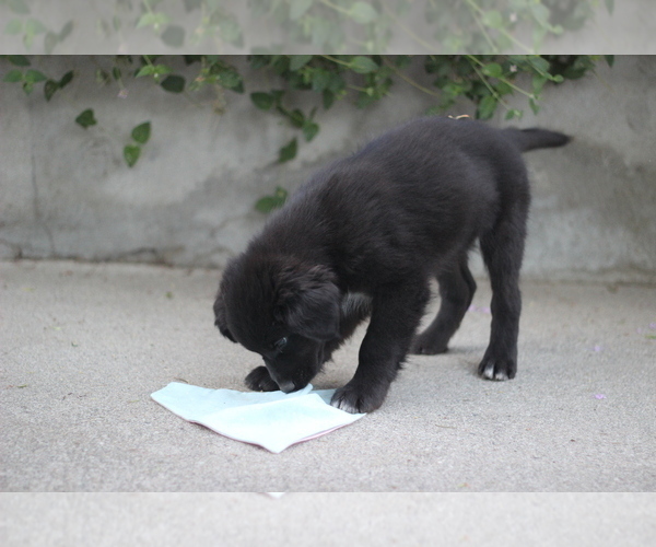 Medium Photo #4 Australian Shepherd Puppy For Sale in MODESTO, CA, USA