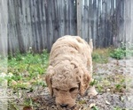 Small Photo #16 Goldendoodle-Poodle (Standard) Mix Puppy For Sale in OVIEDO, FL, USA