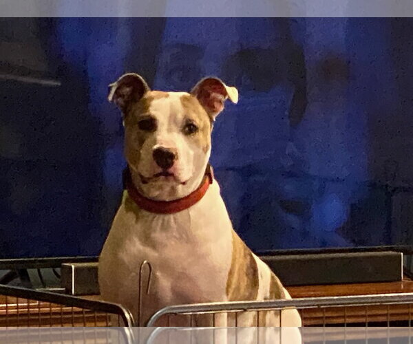 Medium Photo #14 American Staffordshire Terrier-Unknown Mix Puppy For Sale in Holly Springs, NC, USA