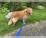 Small #1 Golden Retriever