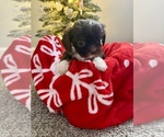 Puppy Brittany Aussiedoodle Miniature -Shih Tzu Mix