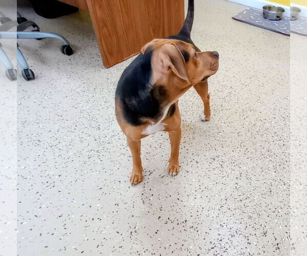 Medium Photo #4 Beagle-Unknown Mix Puppy For Sale in York, SC, USA