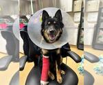 Small #1 German Shepherd Dog Mix